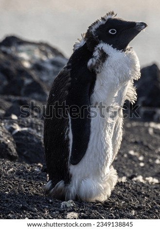Adele walking over boulders; Inexpressible Island, Antarctica; Adelie, penguin, on the march; Ross Island, Antarctica; Bad hair day, molting, Adelie, penguin; Ross Island, Antarctica