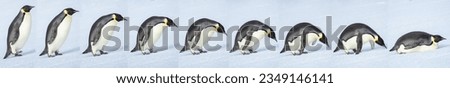 Emperor penguin, sequence, transitioning, from walking to tobogganing; Inexpressible Island, Antarctica Bay Royalty-Free Stock Photo #2349146141