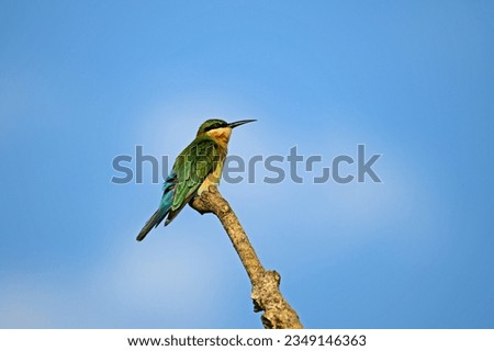 Blue tailed bee eater perched on a branch in searching of insects.- Bird photography.