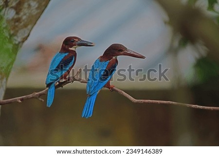 White throated kingfisher couple perched on branch at my home garden Galle Sri Lanka.- Bird photography.
