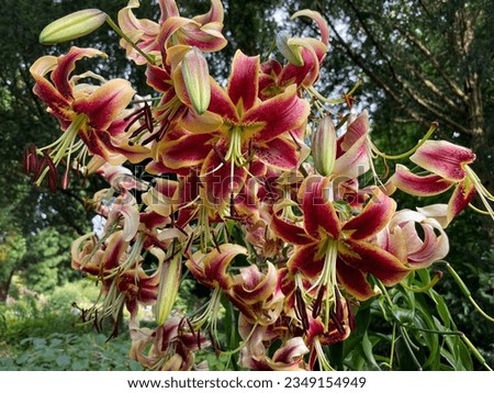 Vibrant red yellow Tiger Lilies Stargazer lilies flowers in blooming summer garden close up, floral spring summer wallpaper background with lilies