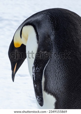 Emperor penguin calling; Inexpressible Island, Antarctica; Emperor, close-up head portrait; Emperor penguin feet; penguin head-on portrait, Emperor penguin, drooped portrait; 