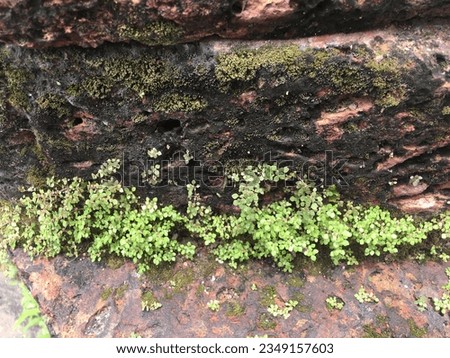 Green plants growing between the the moist stone bricks in goa