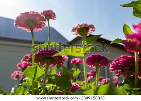 Zinnia blooms look up to the skies Country house background - Stock photo