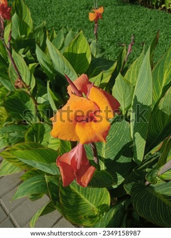 Picture of Canna indica flower with bee inside the flower