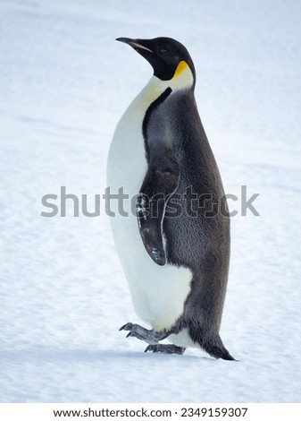 Emperor penguin, eating snow; Inexpressible Island, Antarctica; Emperor penguin in front, of pressure ice; in full waddle; looking at the camera; Emperor penguin with, snow on beak; Inexpressible