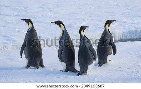 Group of four, emperor penguins; Ross ice shelf, Antarctica; Two emperor penguins, one standing, one prone; Ross, ice shelf, Antarctica; Two emperor penguins, walking together; Emperors on the Ross