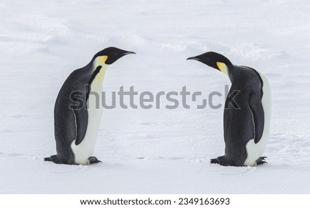 Group of four, emperor penguins; Ross ice shelf, Antarctica; Two emperor penguins, one standing, one prone; Ross, ice shelf, Antarctica; Two emperor penguins, walking together; Emperors on the Ross