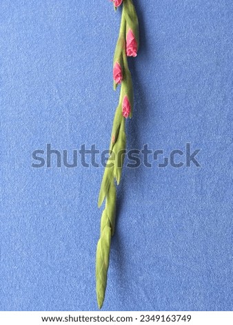 Tropical Gladiolus Flowers (Sword Lily)
