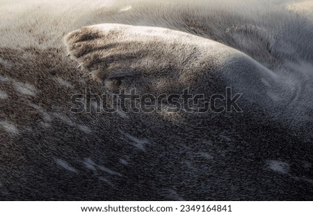 Leopard seal Body; Ross Island, Antarctica; Leopard seal with, head out of water; Cape Adare, Antarctica; Leopard seal; Ross Island, Antarctica; Weddel, seal, Ross Island, Antarctica Bay