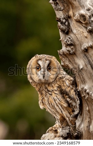 Portrait of a long eared owl sitting in a tree with green foliage and background