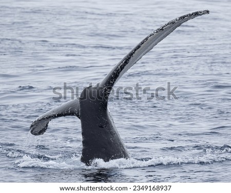 Humpback whale, diagonal tail flukes; Southern Ocean; Humpback whale water, draining, flukes up, dive; Southern Ocean; Humpback whale flukes, unique identifier; Southern Ocean; Humpback whale fluke