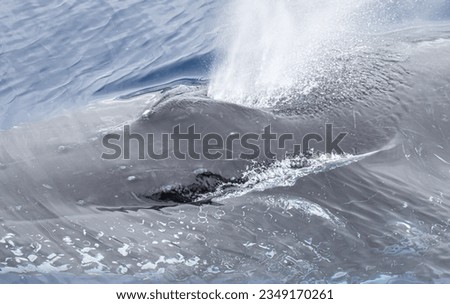 Humpback whale, blow holes and blow; Balleny Islands, Antarctica; Humpback, whale blow; Southern Ocean