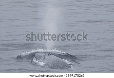 Humpback whale, blow holes and blow; Balleny Islands, Antarctica; Humpback, whale blow; Southern Ocean