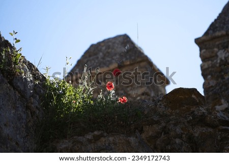 Poppies that have grown between the cracks of the castle tower. In the background the blue sky.
