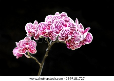 Close up image of blooming purple striped orchid flowers isolated on black background Royalty-Free Stock Photo #2349181727