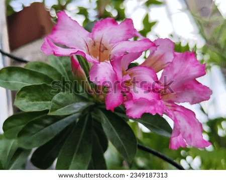 This type of flower is adenium flower. It has beautiful colors. According to this picture, it is dark pink outside, light pink, gradient to the inside. Yellow stamens. Nature designed beautifully.