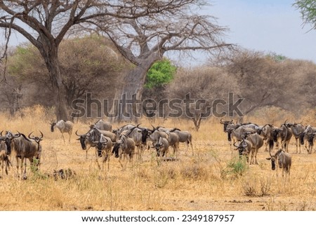 Herd of blue wildebeest (Connochaetes taurinus) in Tarangire National Park, Tanzania Royalty-Free Stock Photo #2349187957
