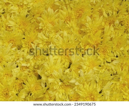  A mass of bright yellow flowers for backgrounds. High quality photo