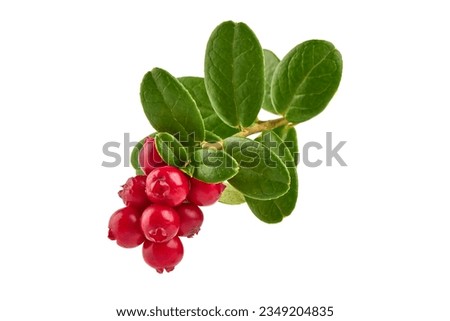 Lingonberry with leaves, isolated on white background Royalty-Free Stock Photo #2349204835