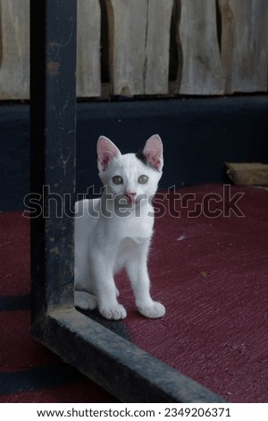 white kitten with cute face