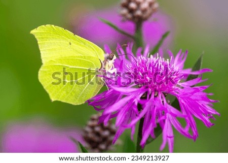 Brimstone (Gonepteryx rhamni), butterfly in the family Pieridae. Macro close up of colorful insect with bright yellow greenish wings on a pink summer flower in meadow in Sauerland. Blurred background.