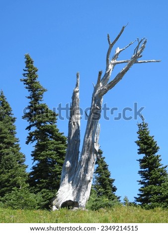 Looking Up Grassy Wildflower Covered Hill to Pretty View of Dead Gray Tree against Pine Trees and Bright Blue Sky