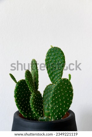 Vertical photo of rabbit ear cactus. Rabbit ear cactus in black pot isolated on white background. Copy space.