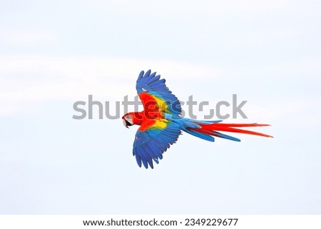 Colorful of Parrot flying in the sky. Free flying bird Royalty-Free Stock Photo #2349229677
