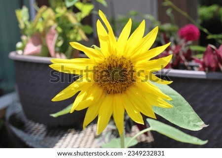 Sunflower blooming in the summer sun. 