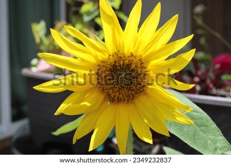 Sunflower blooming in the summer sun. 