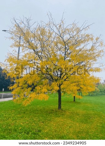 Fall Hickory Tree (Carya) attractive golden-orange cast in Fall - Street side walk Royalty-Free Stock Photo #2349234905