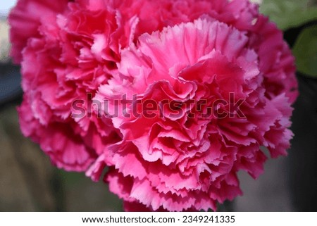 Hot Pink Carnation Blooming In The Sun. 