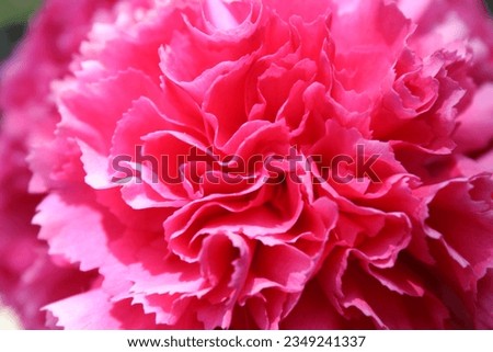 Hot Pink Carnation Blooming In The Sun. 