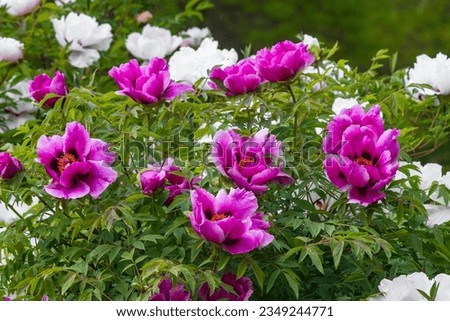 Blooming peony Bush in the garden. Raspberry-colored magenta and white large peonies. Natural floral background in soft light. Royalty-Free Stock Photo #2349244771