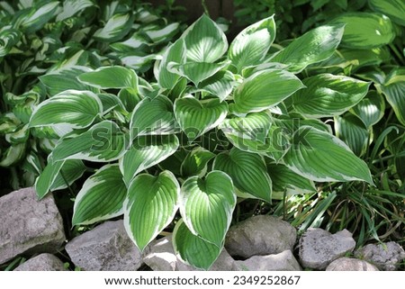 Close up of hosta Patriot in a summer garden Royalty-Free Stock Photo #2349252867