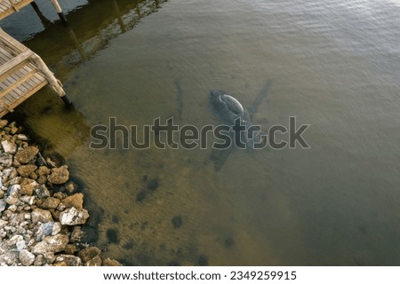 Manatee grazing along waters edge  next to a pier in a Florida river