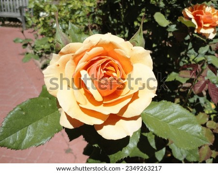 Bloomed Bright Yellow China Rose