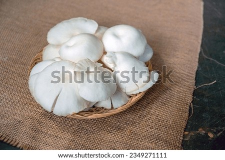 Flat lay photography of a plate of fresh oyster mushrooms after being harvested from a cultivation house. Fresh white oyster mushrooms on a plate before being packaged and marketed