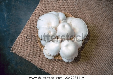 Flat lay photography of a plate of fresh oyster mushrooms after being harvested from a cultivation house. Fresh white oyster mushrooms on a plate before being packaged and marketed