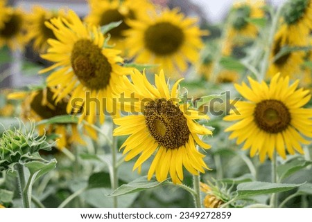 Beautiful sunflower on a sunny day with a natural background. Selective focus. High quality photo
