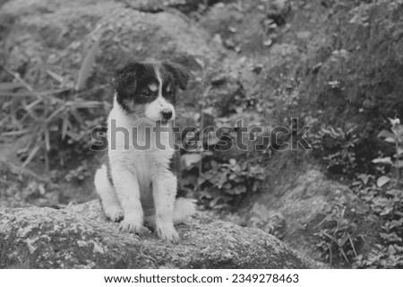 Cute small Sad Puppy Dog