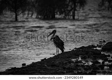 A lonely huge bird standing beside the river