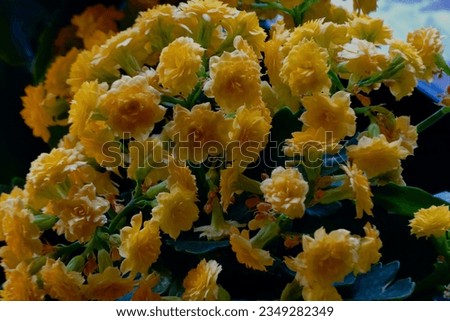 Photo of beautiful yellow small flower