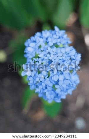 Blue hydrangea flower - single flower close up - top view vertical