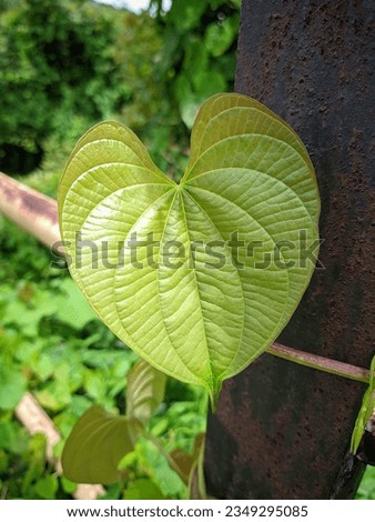 Picture of Green Plants Growing on Iron 