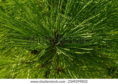 Conifers at sunset, the sun's rays shine through the branches and leaves of the trees. Soft, selective focus. Artificially created grain for the picture. Atmospheric distortion, hot air distortion, he