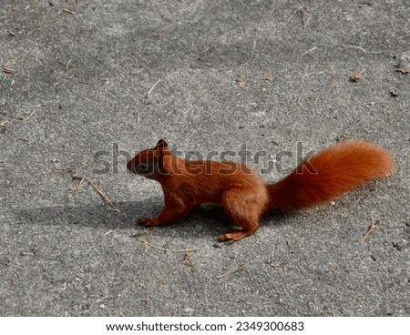 A small red squirrel looking for food to eat. Its flame red color amazes.