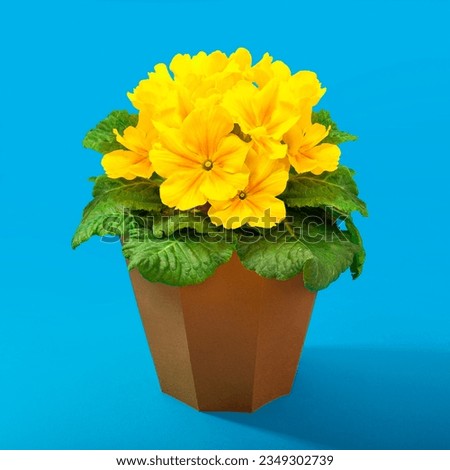 Photo of colored flowers with colored background