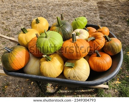 Photo of wheelbarrow full of freshly harvested pumpkins